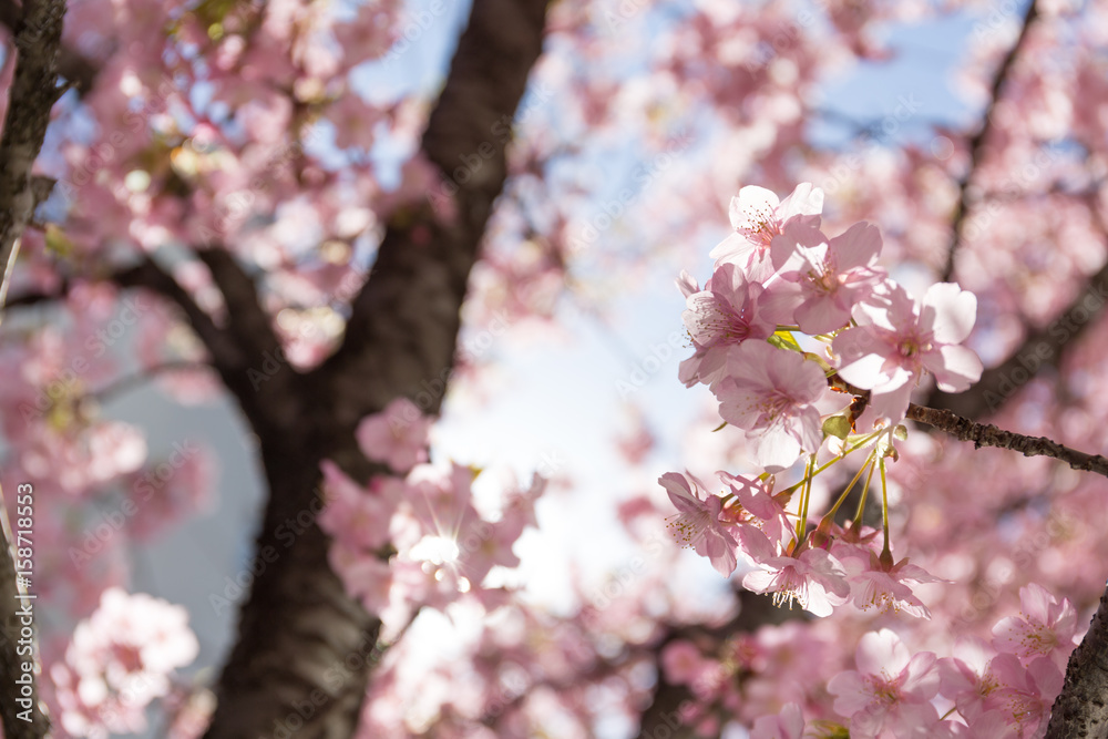back light through pink Sakura tree blossom branches with blue sky background