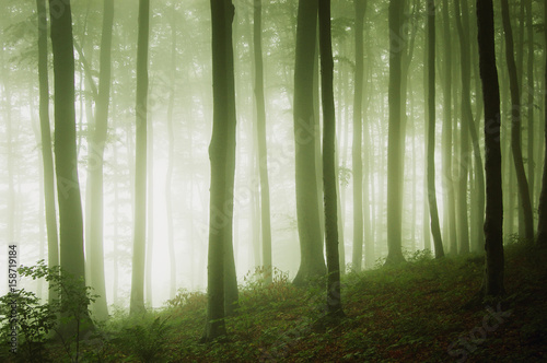 green forest fantasy landscape with trees in mist