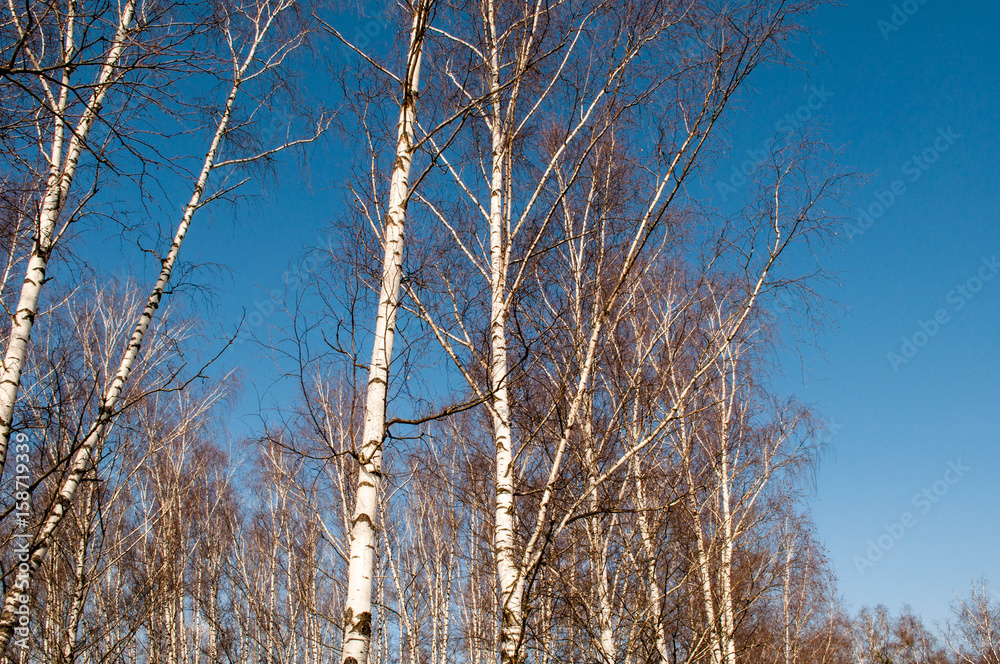 Fototapeta premium Spring trees