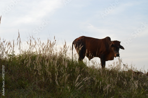 Cow on Grassy hill