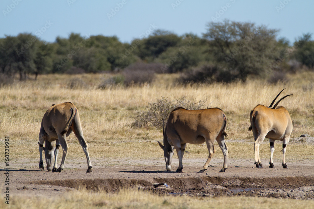 Fototapeta premium antelope in the african bush