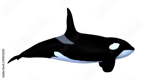 3D Rendering Killerwhale on White