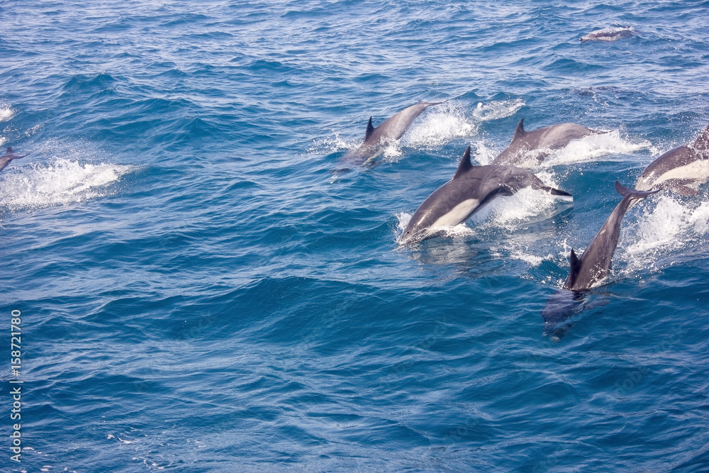 Naklejka premium Dolphins in the ocean