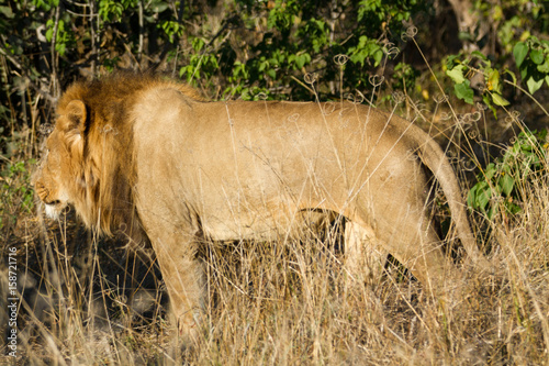 male lion in the moremi game reserver in botswana photo