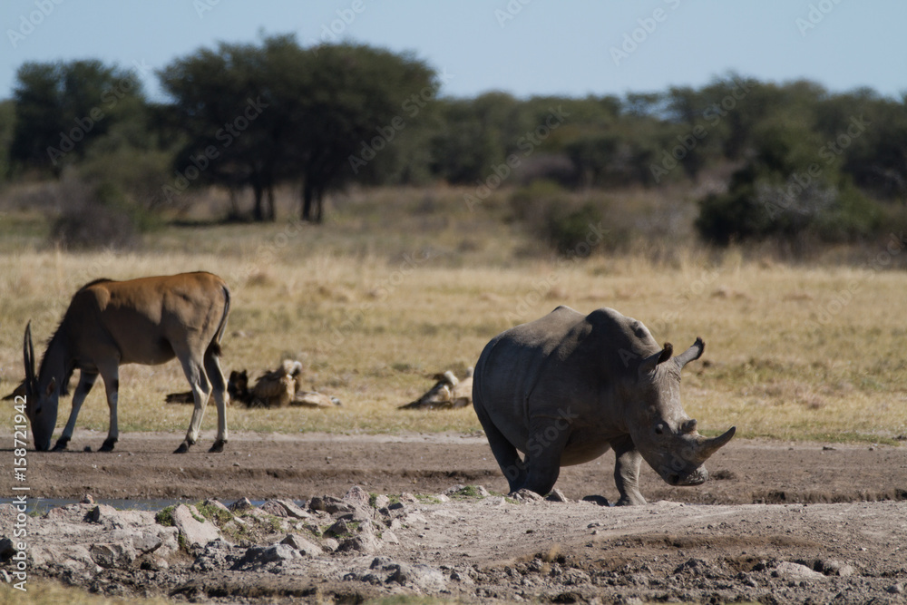 rhinos in the rhino sanctuary in botswana