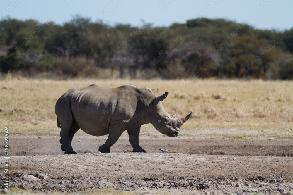 rhinos in the rhino sanctuary in botswana rhinos in the rhino sanctuary in botswana