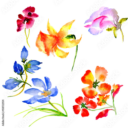 Wildflower flower in a watercolor style isolated.
