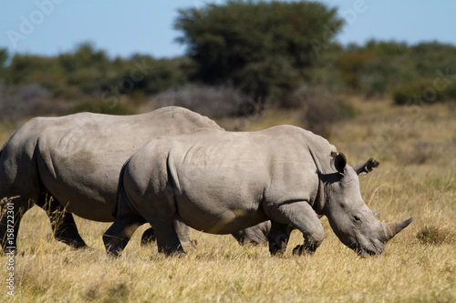 rhinos in the rhino sanctuary in botswana © franco lucato
