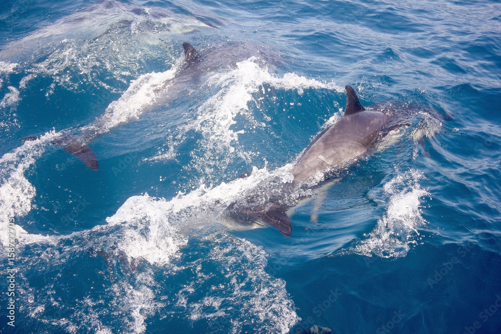 Obraz premium Dolphins in ocean