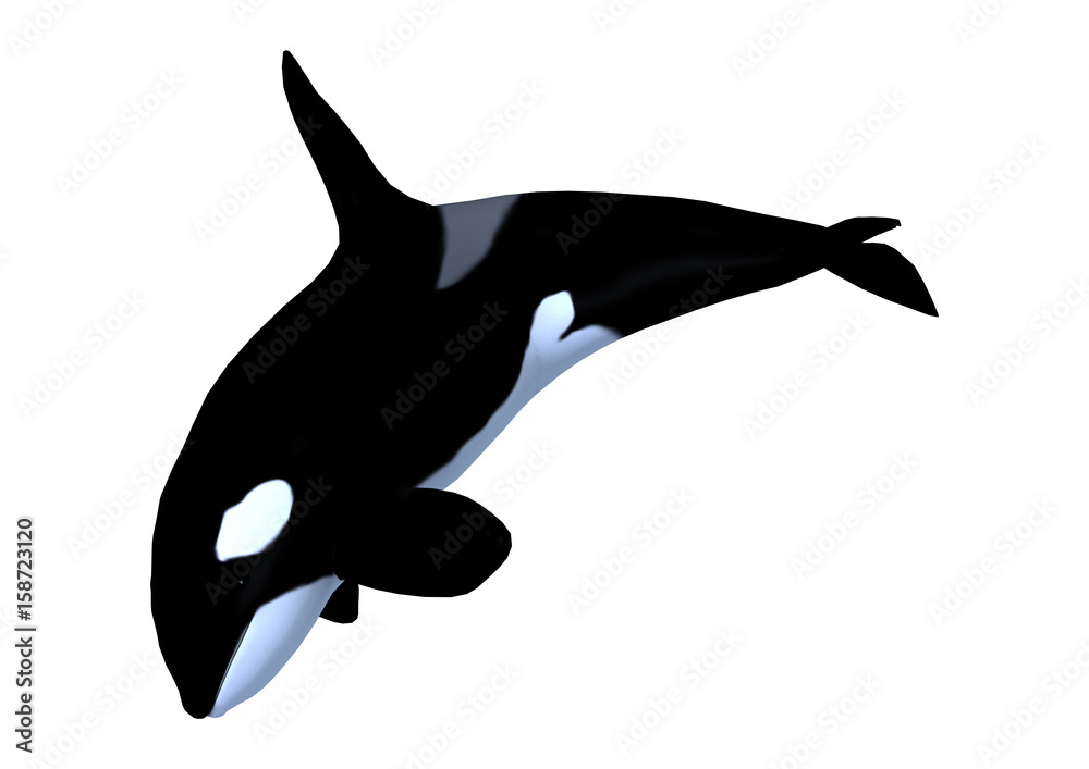 Naklejka premium 3D Rendering Killerwhale on White