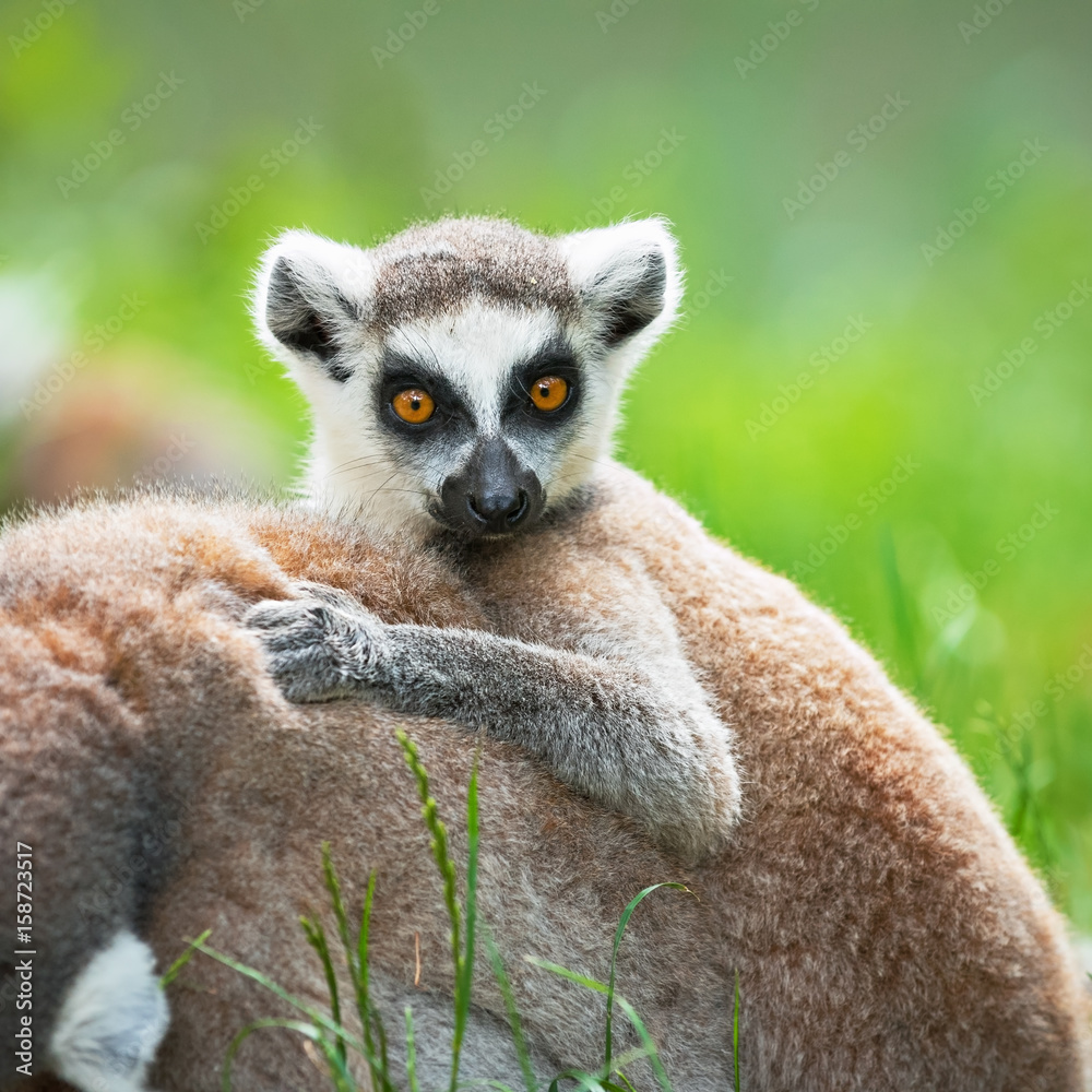 Obraz premium The lemur katta baby sits on the mother's back