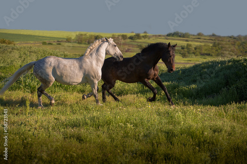 Dapple-grey and bay horses run on green field on the blue sky background