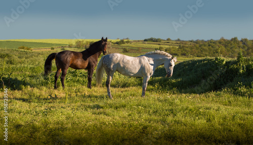 Dapple-grey and bay horses stay on green field on the blue sky background