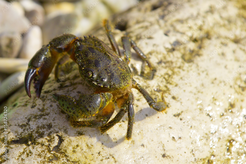 Crab on rocky beach