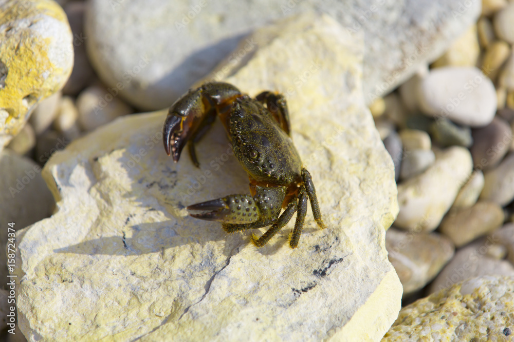Crab on rocky beach