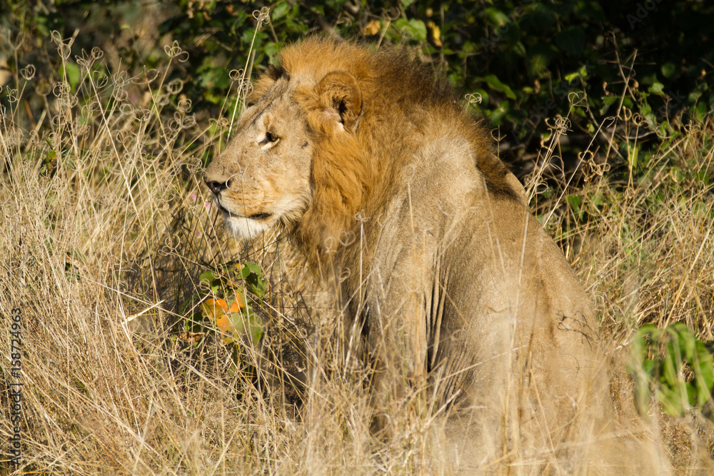 male lion in the moremi reserve in botswana male lion in the moremi reserve in botswana