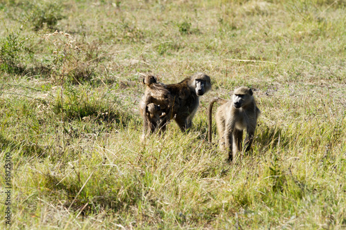 baboons in the okavango delta