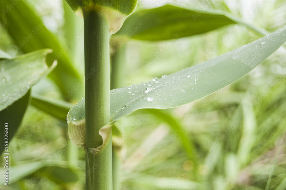 Naklejka premium Wallpaper morning dew macro green bamboo leaf blur background