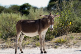 donkey in botswana