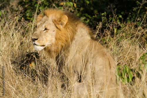 male lion in the moremi reserve in botswana