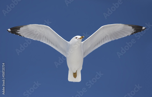 Ring-billed seagull in flight isolated against a blue sky