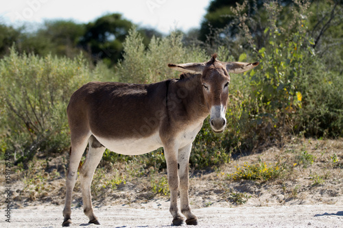 donkey in botswana