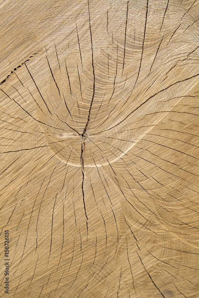 Fototapeta premium Wood Trunk Background