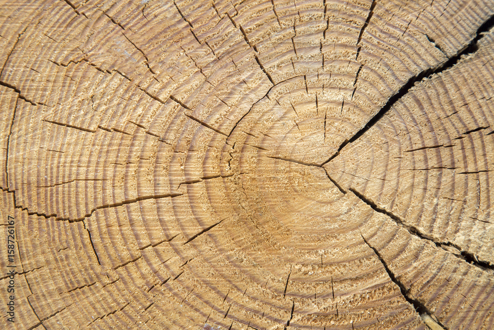 Fototapeta premium Wood Trunk Background