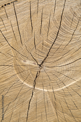 Wood Trunk Background