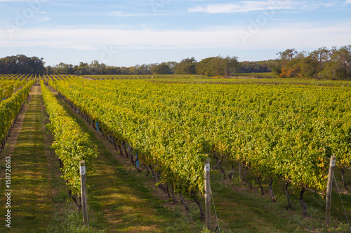 Vineyard at Long Island, New York, USA