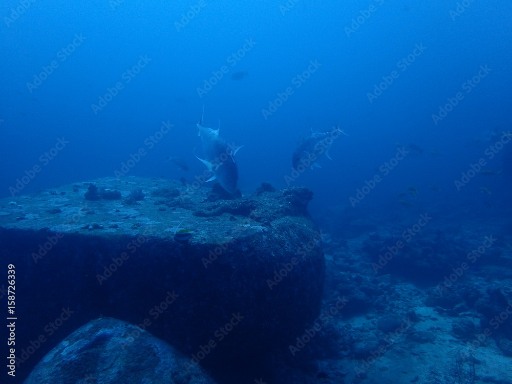 Obraz premium ローニンアジの泳ぐ海