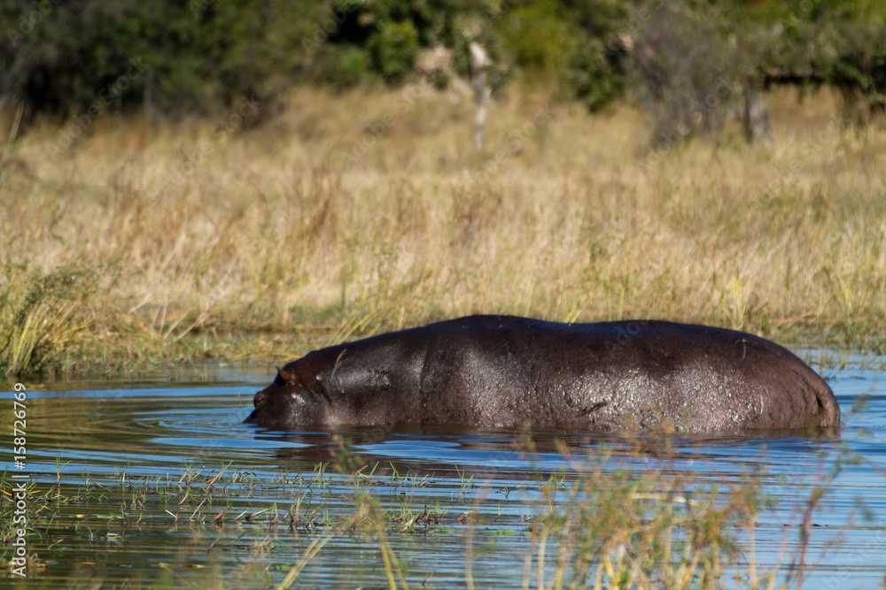 Obraz premium hippos in the okavango delta in botswana
