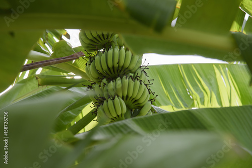 Wallpaper Mural Banana buch on tree. Torontodigital.ca
