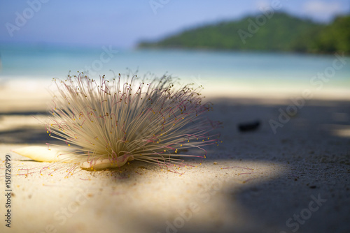 tropical flower on beach