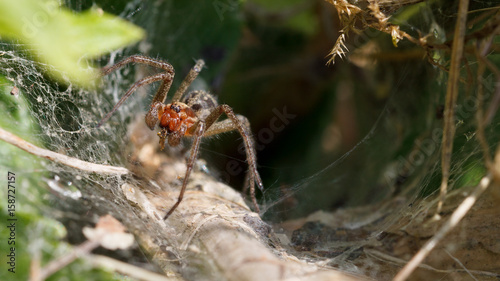Agelena Labyrinthica (Male) photo