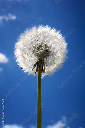 Fluffy dandelion against the blue sky.