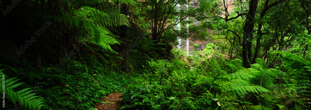 Fototapeta premium Australia Landscape : Queen Mary Falls of Main Range National Park in Queensland