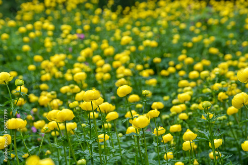 Field of globeflowers