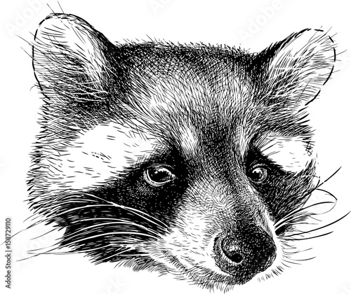 Portrait of a cute raccoon
