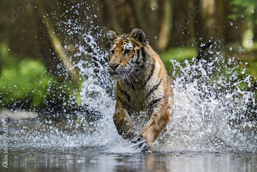 Canvas Print Siberian Tiger hunting in the river