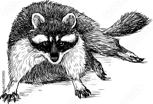 sketch of a fat raccoon