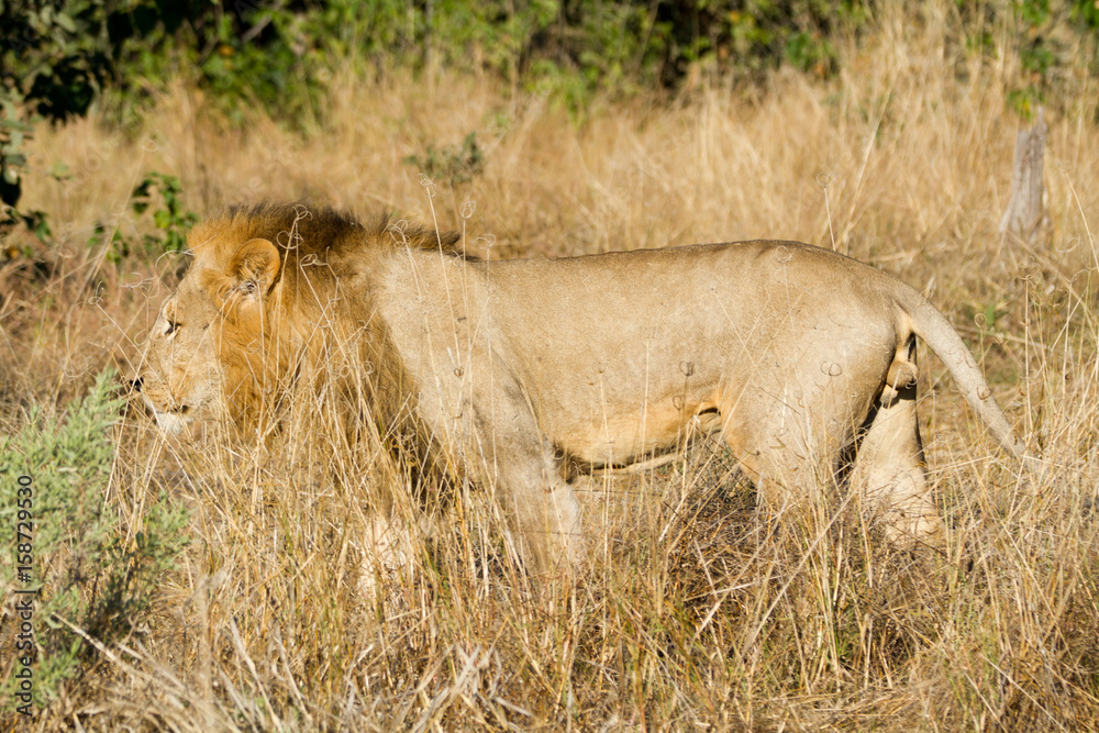 male lion in the moremi reserve in botswana male lion in the moremi reserve in botswana