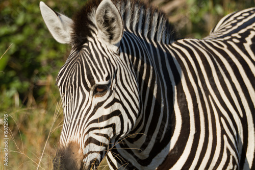 Fototapeta Naklejka Na Ścianę i Meble -  zebras of the okavango delta