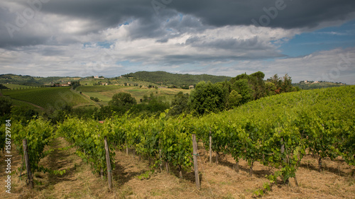 Green vineyards on the hills, Tuscany, Italy.