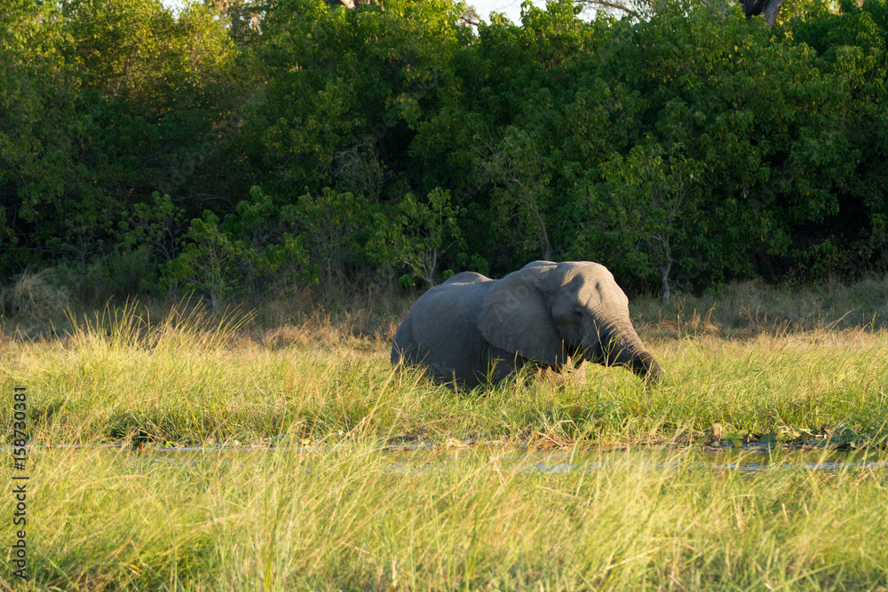 elephants in the moremi game reserve in botswana