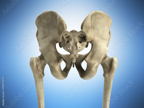 3D rendering medical illustration of the pelvis bone on blue