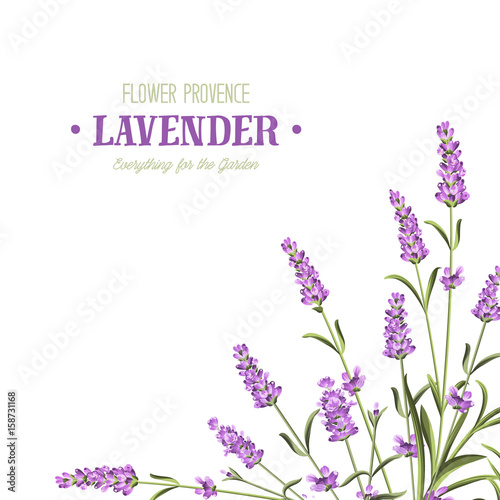 Bunch of lavender flowers on a white background.Botanical illustration. Vintage style. Making gifts of paper and textiles. Vector illustration.