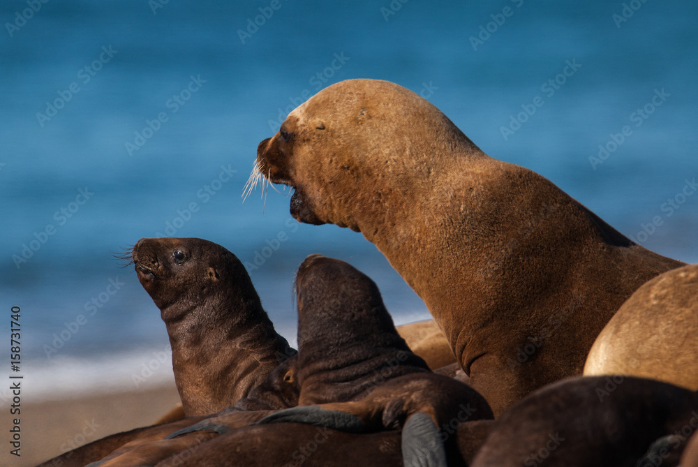 Naklejka premium Sea Lion baby