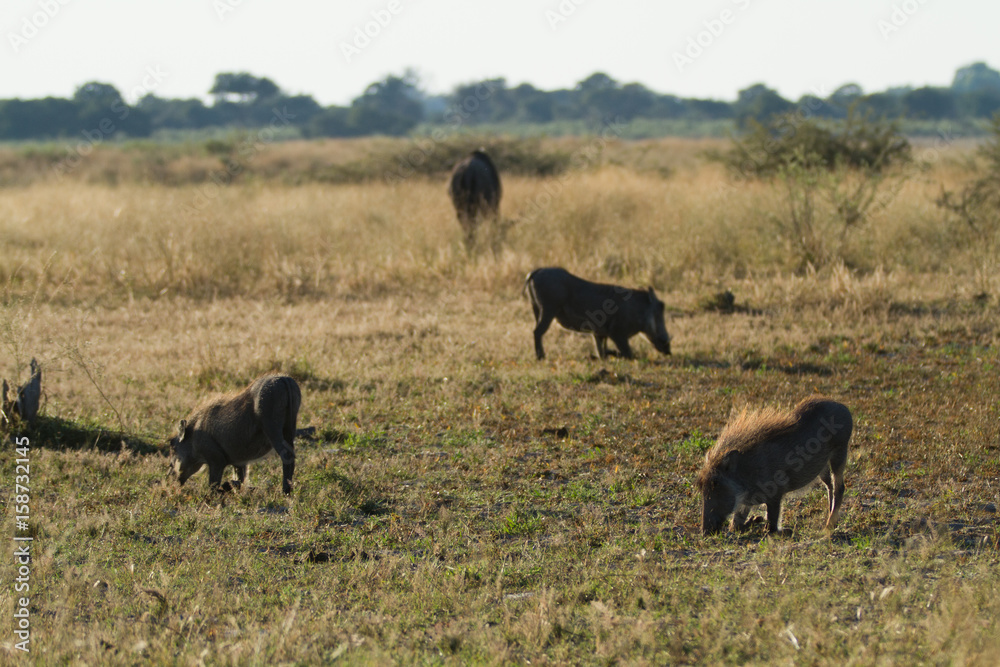 wildlife in the moremi game reserve in botswana