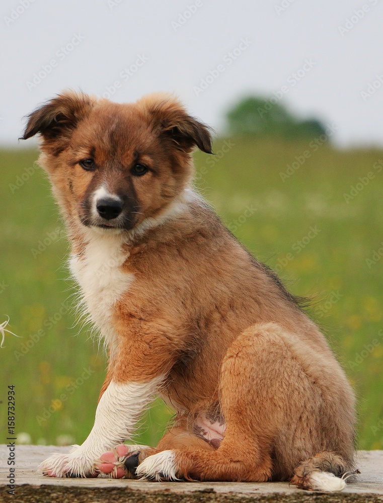 Foto Stock brauner border collie welpe | Adobe Stock